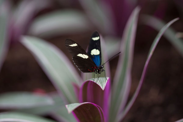 Sensational Butterflies runs at the Natural History Museum until September. Photo courtesy of the Trustees of the Natural History Museum.