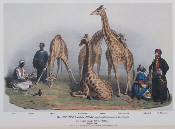 The Giraffes in the Zoological Gardens, Regents Park - Lithograph by George Scharf, published 1836, Private collection.  Featuring in Royal Pavilion, Brighton's forthcoming exhibition Exotic Creatures.