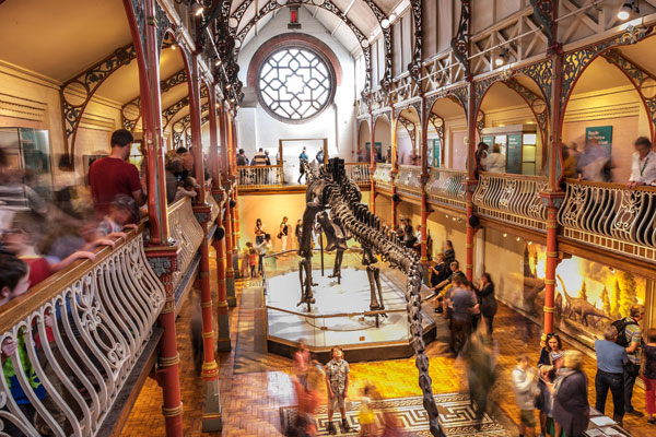 dippy the dinosaur on display at Dorset County Museum