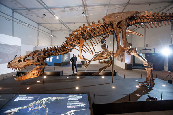 huge dinosaur skeleton on show in glasgow