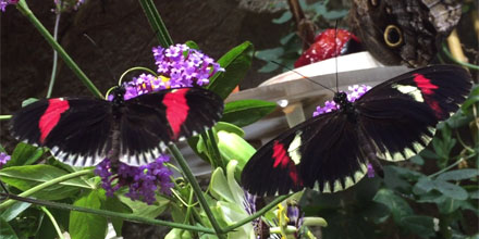  Postman butterflies