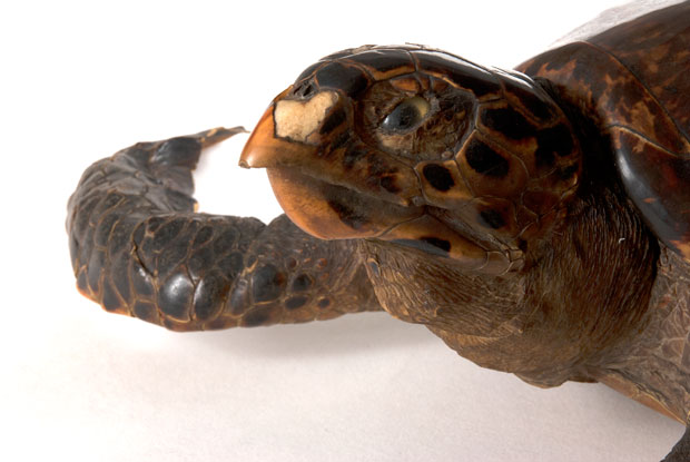  Hawksbill Sea Turtle Eretmochelys imbricate, (Linnaeus,-1766). 1913, from Natural Sciences Collection. c. Museums Sheffield