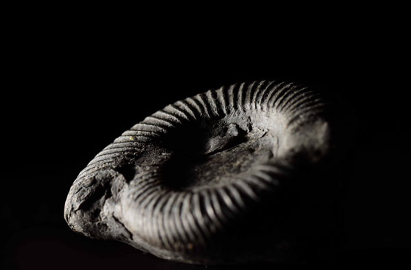 ammonite