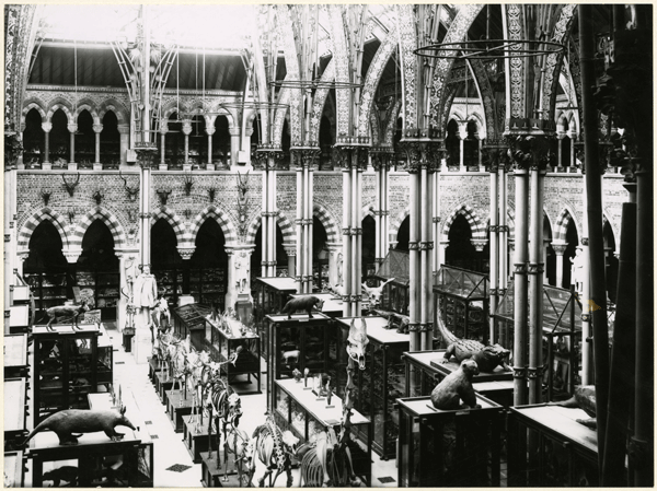 main hall of the museum in 1890 showing dinosaurs and display cases