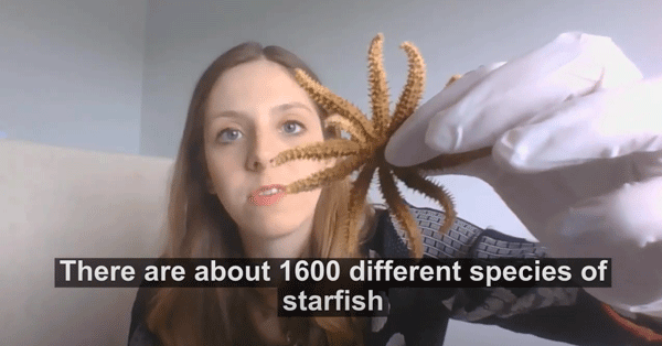 show and tell with starfish