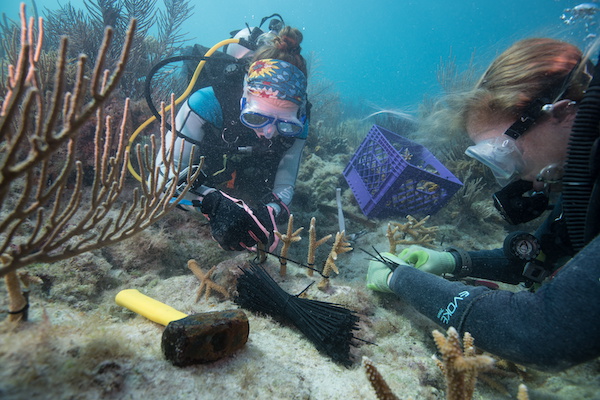 people working underwater amid coral