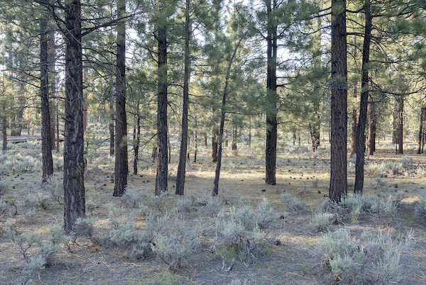 photograph shows wood