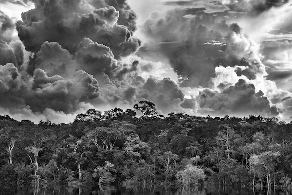 black and white image of forbidding clouds over forest