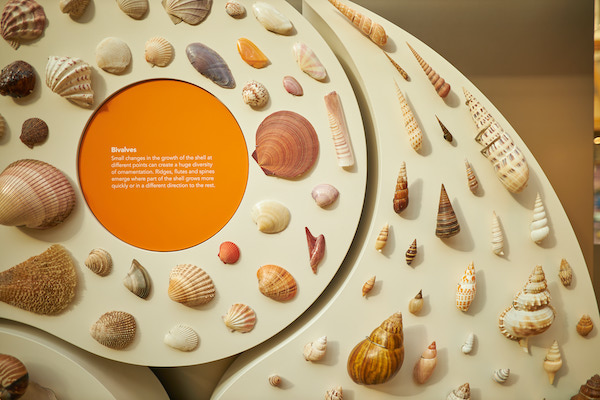 bivalves arranged in a circle