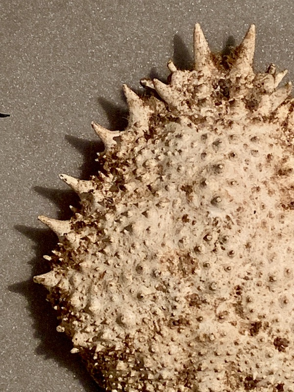 close up photograph of a section of a crab shell as viewed from above. The shell is bobbly and crusty.