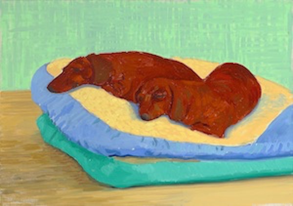 two dogs sleeping on a brightly coloured green and blue cushion